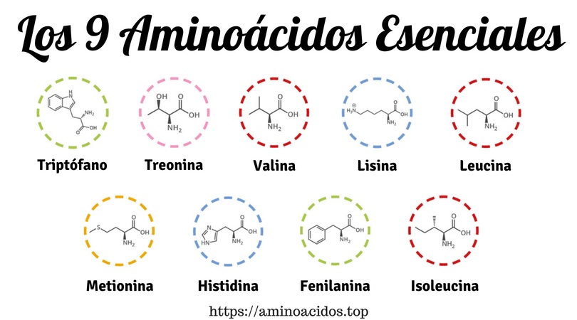 Aminoácidos-Esenciales-1